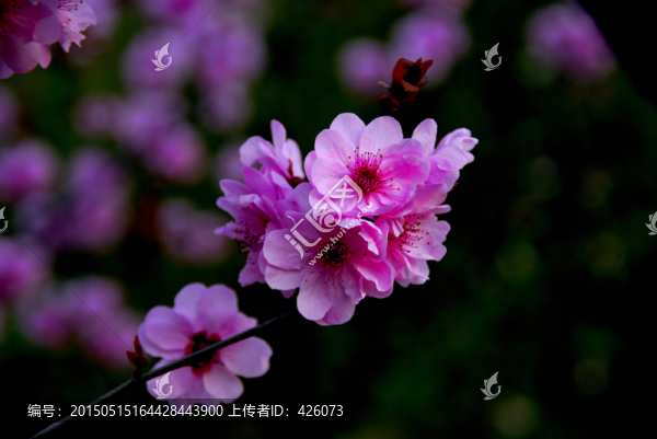 梅花夢影