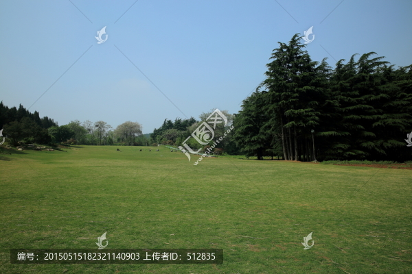 草坪