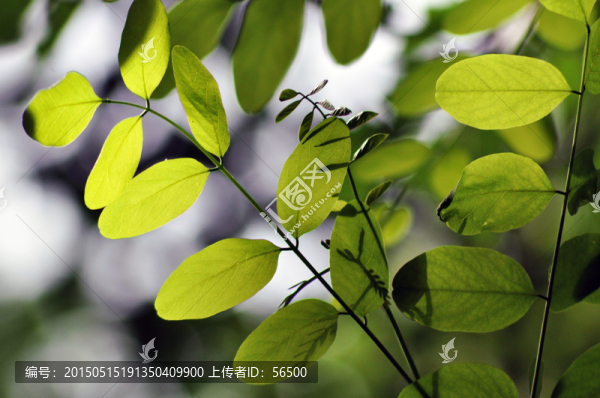 槐樹葉