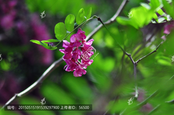 紫洋槐