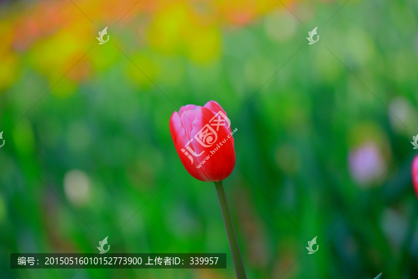 郁金香