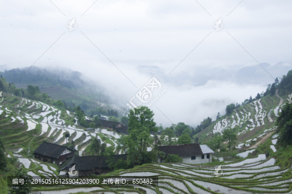 紫鵲界梯田