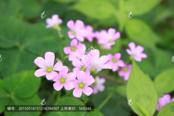 小野花