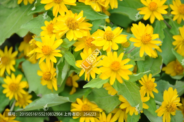 黃花