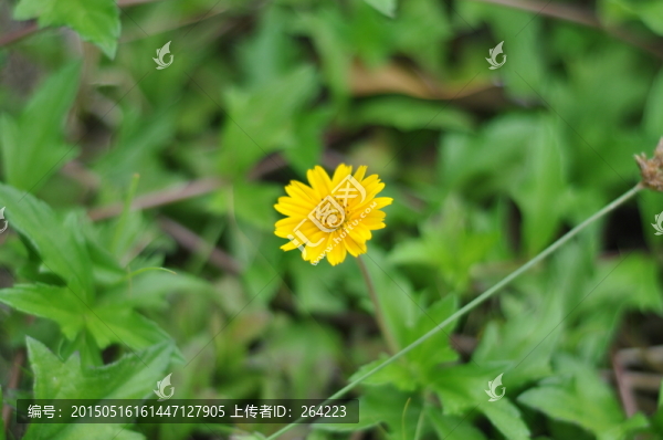 黃色的花朵