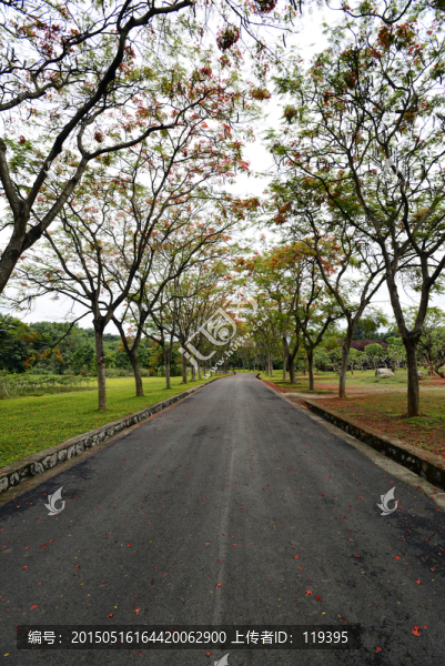 林蔭馬路