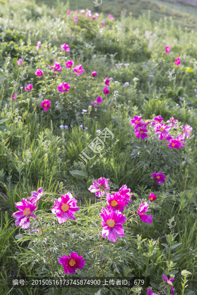 芍藥,野花