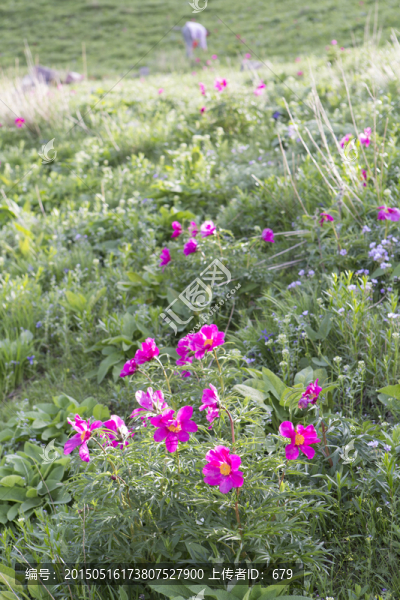 芍藥,野花