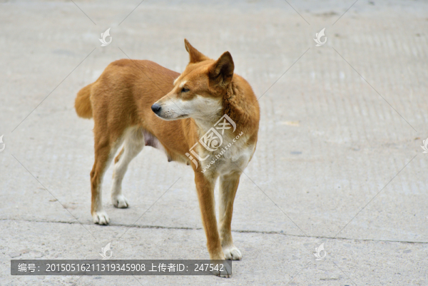 回首的土狗