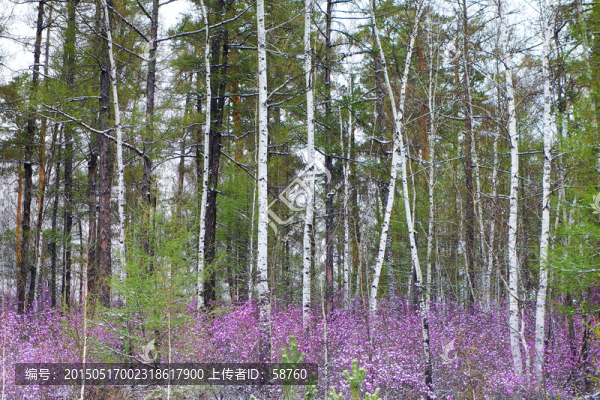 杜鵑花樹林雪景