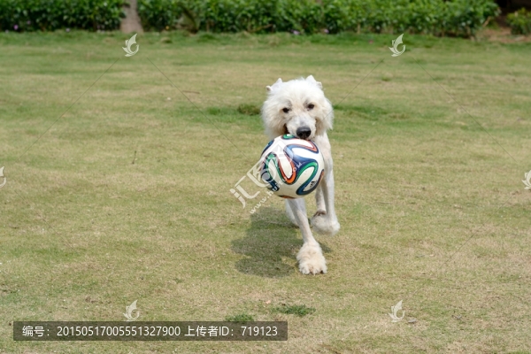 愛爾蘭獵狼犬狗