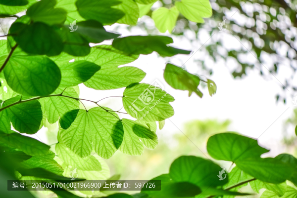 洋紫荊綠葉背景
