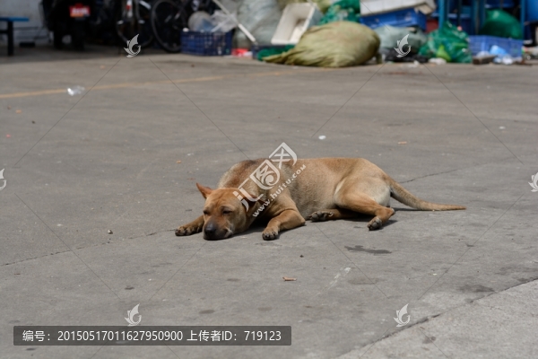土狗