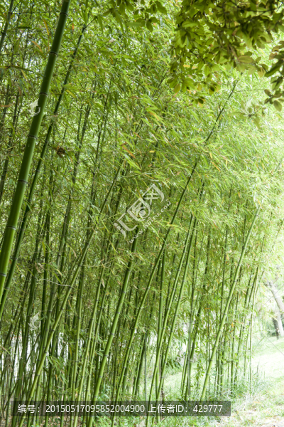 竹林,竹子