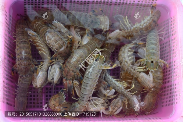 瀨尿蝦