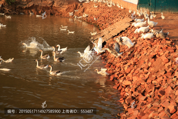 生態(tài)鴨