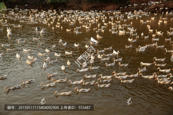 鴨子游水,放養(yǎng)土鴨