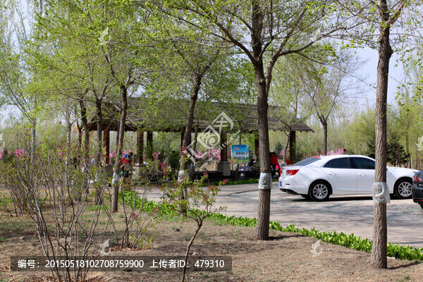 大慶,城市森林