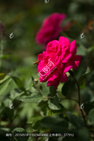 月季花