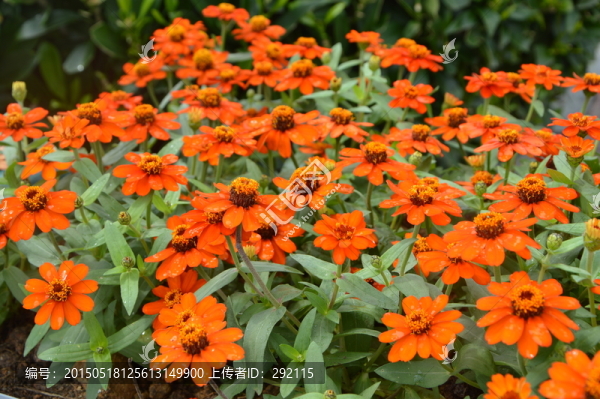 紅花瓣