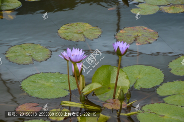 荷花圖片