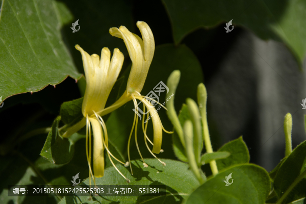 金銀花