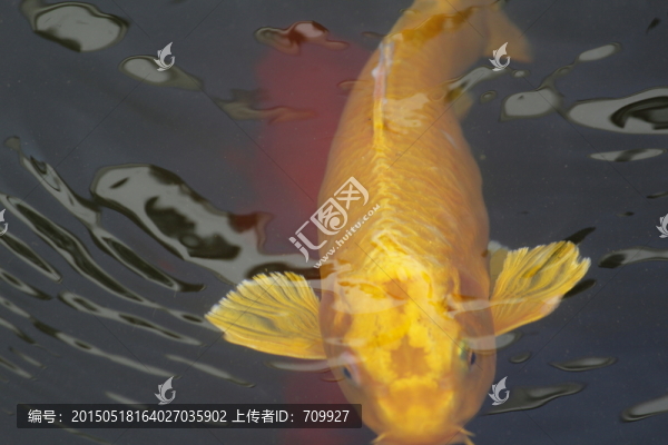 錦鯉,觀賞魚