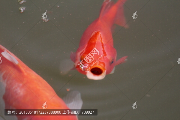錦鯉,觀賞魚(yú)
