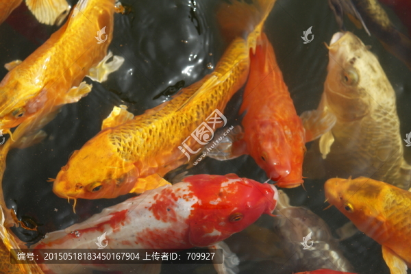 錦鯉,觀賞魚