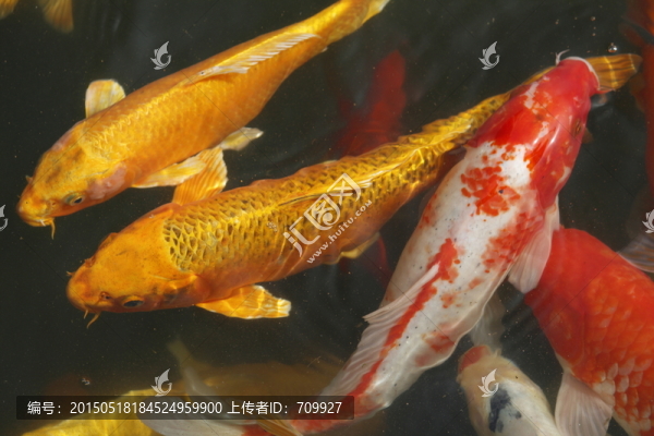 錦鯉,觀賞魚