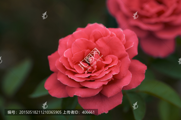 月季花