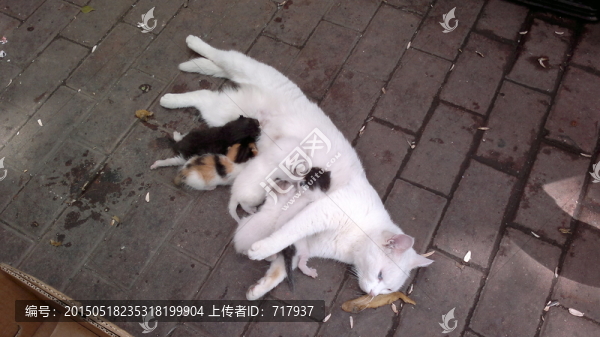 貓