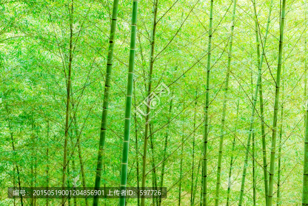 翠竹林
