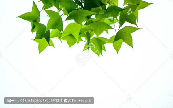 楓葉邊框