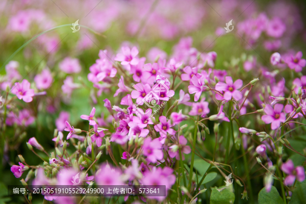 野花野草