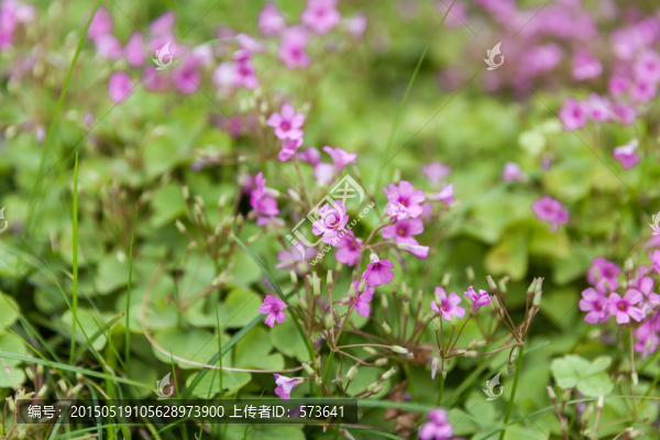 紫色小野花