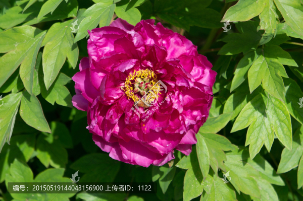 牡丹