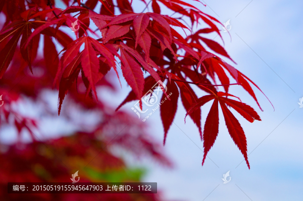紅葉