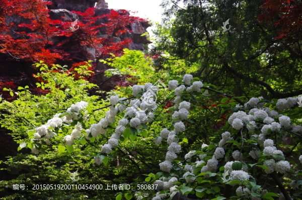 繡球