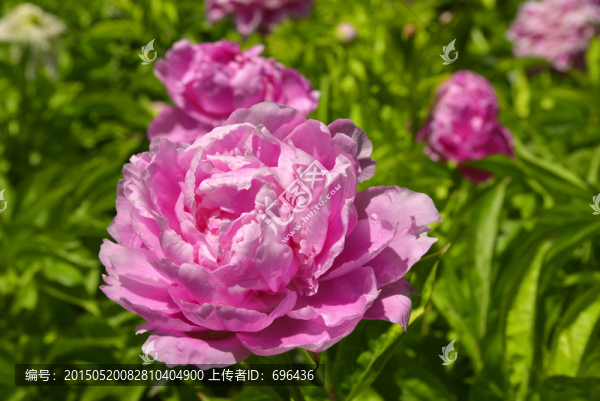 粉色芍藥花特寫(xiě)高清jpg