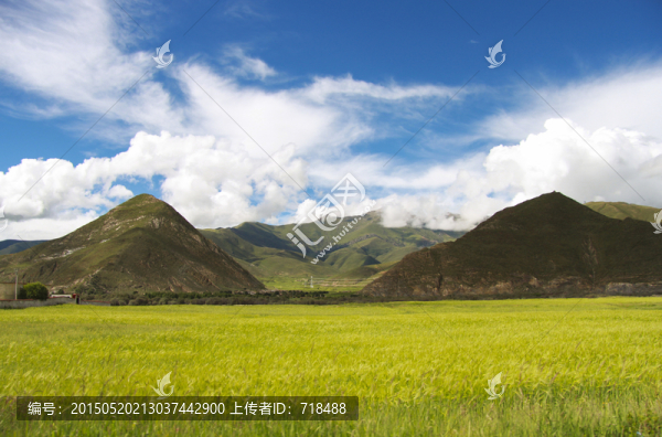 青棵