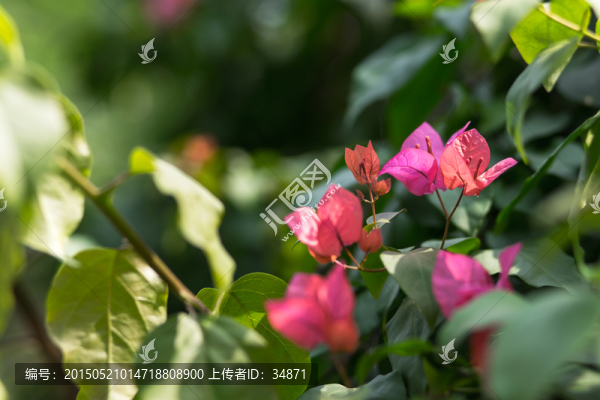 三角梅