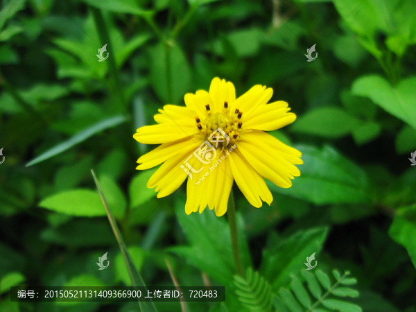 黃色花卉