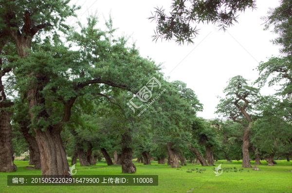 千年沙棘林