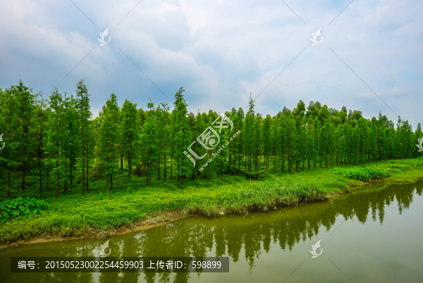 綠樹小河
