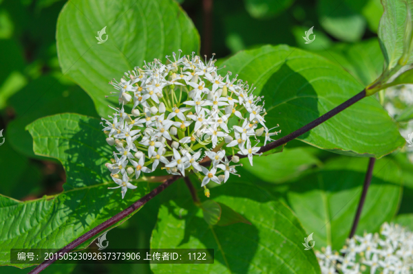 小花