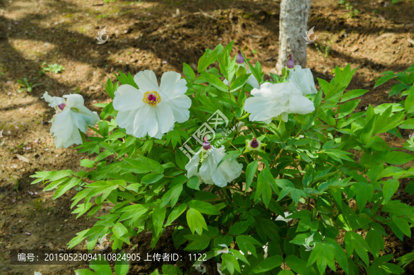 牡丹
