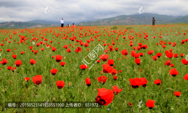 天山紅花