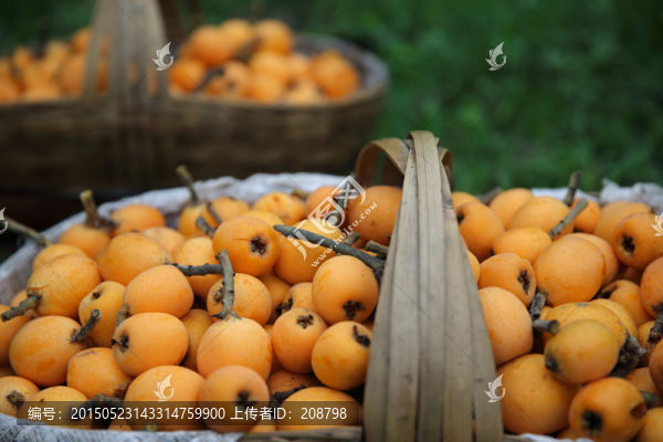 新鮮枇杷