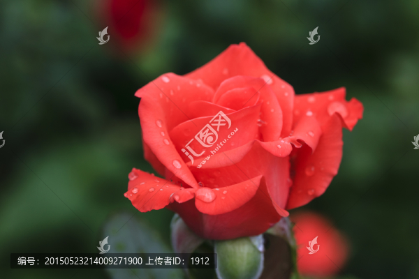 雨中玫瑰